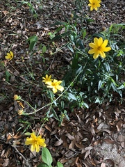 Heliopsis