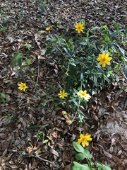 Heliopsis