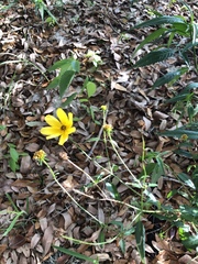 Heliopsis
