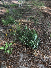 Heliopsis