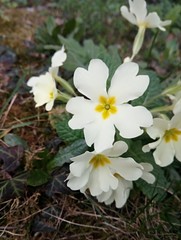 Primula vulgaris