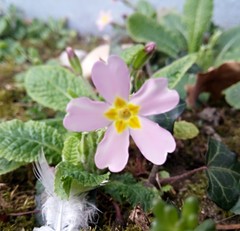 Primula vulgaris