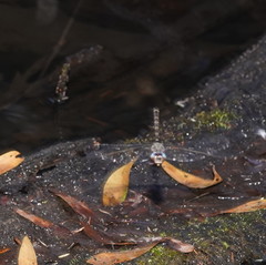 Austroaeschna subapicalis