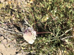 Chaenactis fremontii