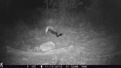 Mephitis macroura milleri