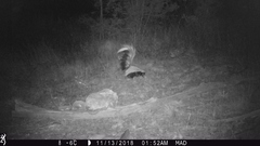 Mephitis macroura milleri