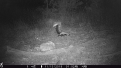 Mephitis macroura milleri