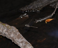 Austroaeschna subapicalis