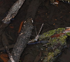 Austroaeschna subapicalis