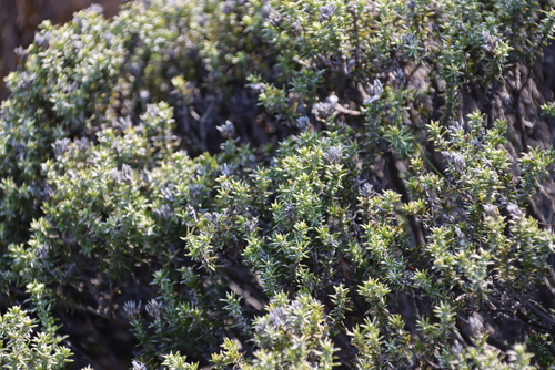 Image of Metalasia namaquana by (c) Tony Rebelo, some rights reserved (CC BY-SA)