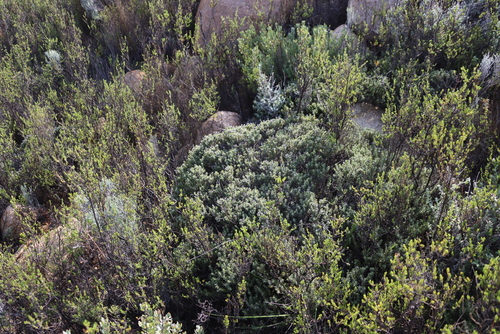 Image of Metalasia namaquana by (c) Tony Rebelo, some rights reserved (CC BY-SA)