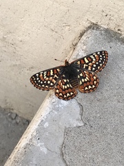 Euphydryas editha quino