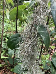 Tillandsia usneoides