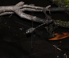 Austroaeschna subapicalis