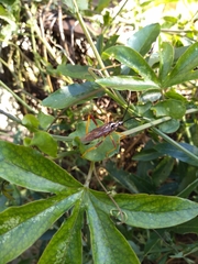 Holhymenia histrio