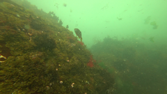 Chirodactylus variegatus