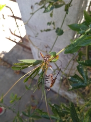Holhymenia histrio