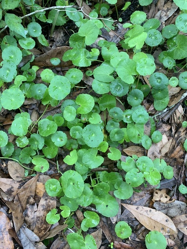 Hydrocotyle verticillata image