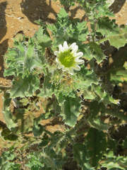 Codon royenii