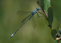 Lestes eurinus