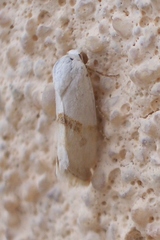 Ponometia elegantula