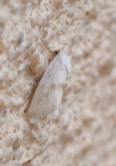 Ponometia elegantula