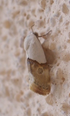 Ponometia elegantula