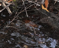 Austroaeschna subapicalis