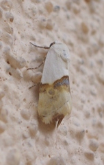 Ponometia elegantula