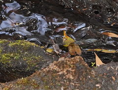 Austroaeschna subapicalis