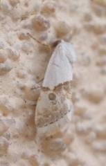 Ponometia elegantula