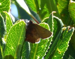 Callophrys augustinus iroides