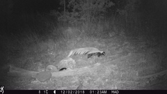 Mephitis macroura milleri