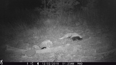 Mephitis macroura milleri