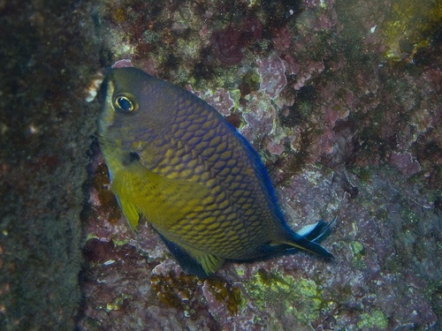 Photo of Azores chromis (Chromis limbata)