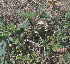 Verbena plicata