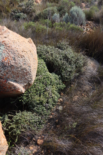 Image of Metalasia namaquana by (c) Tony Rebelo, some rights reserved (CC BY-SA)