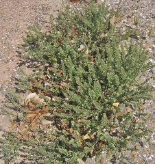 Lepidium oblongum