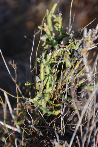 Porcupine Rootthug (Thesium hystrix)