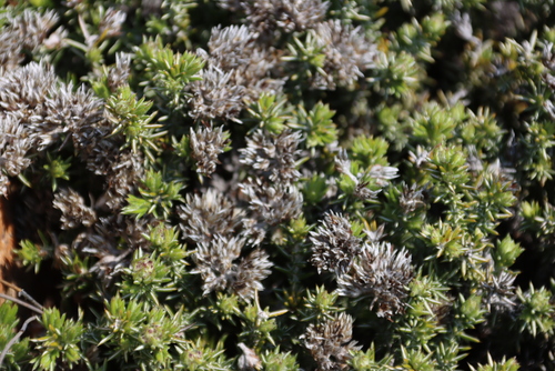 Image of Metalasia namaquana by (c) Tony Rebelo, some rights reserved (CC BY-SA)