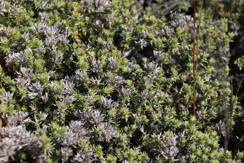 Image of Metalasia namaquana by (c) Tony Rebelo, some rights reserved (CC BY-SA)