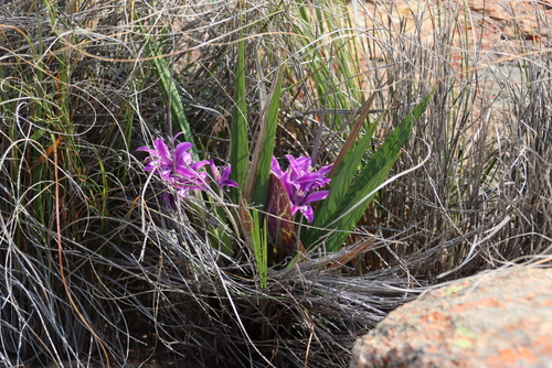 Image of Babiana dregei by (c) Tony Rebelo, some rights reserved (CC BY-SA)