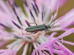 Oedemera virescens