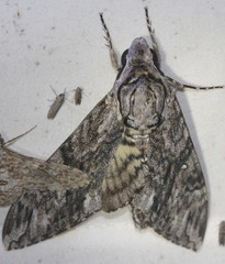 Agrius godarti