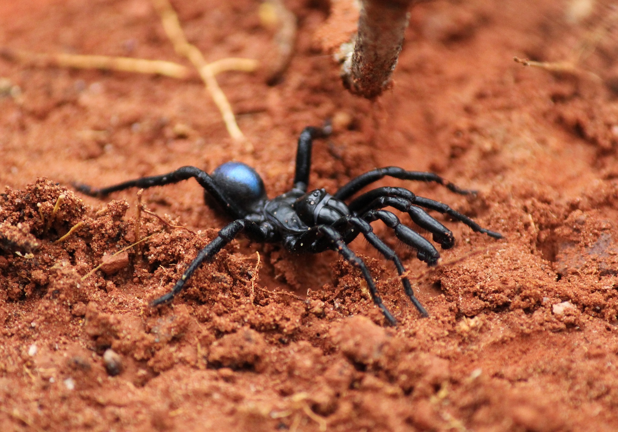 Actinopus candango Miglio, Pérez-Miles & Bonaldo, 2020
