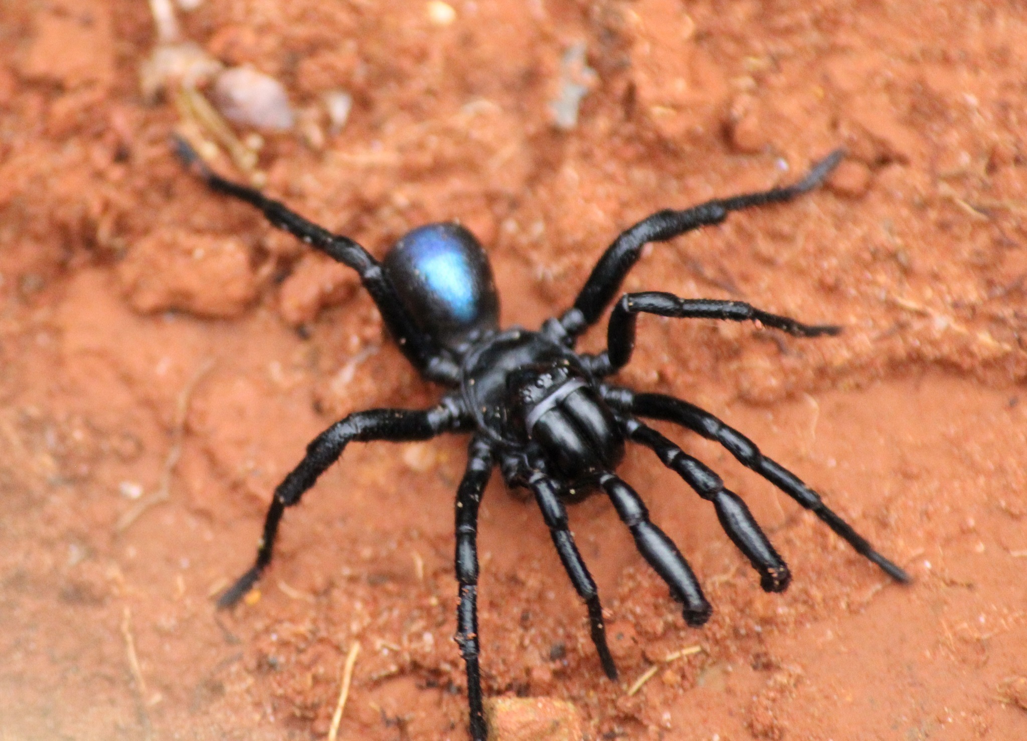 Actinopus candango Miglio, Pérez-Miles & Bonaldo, 2020