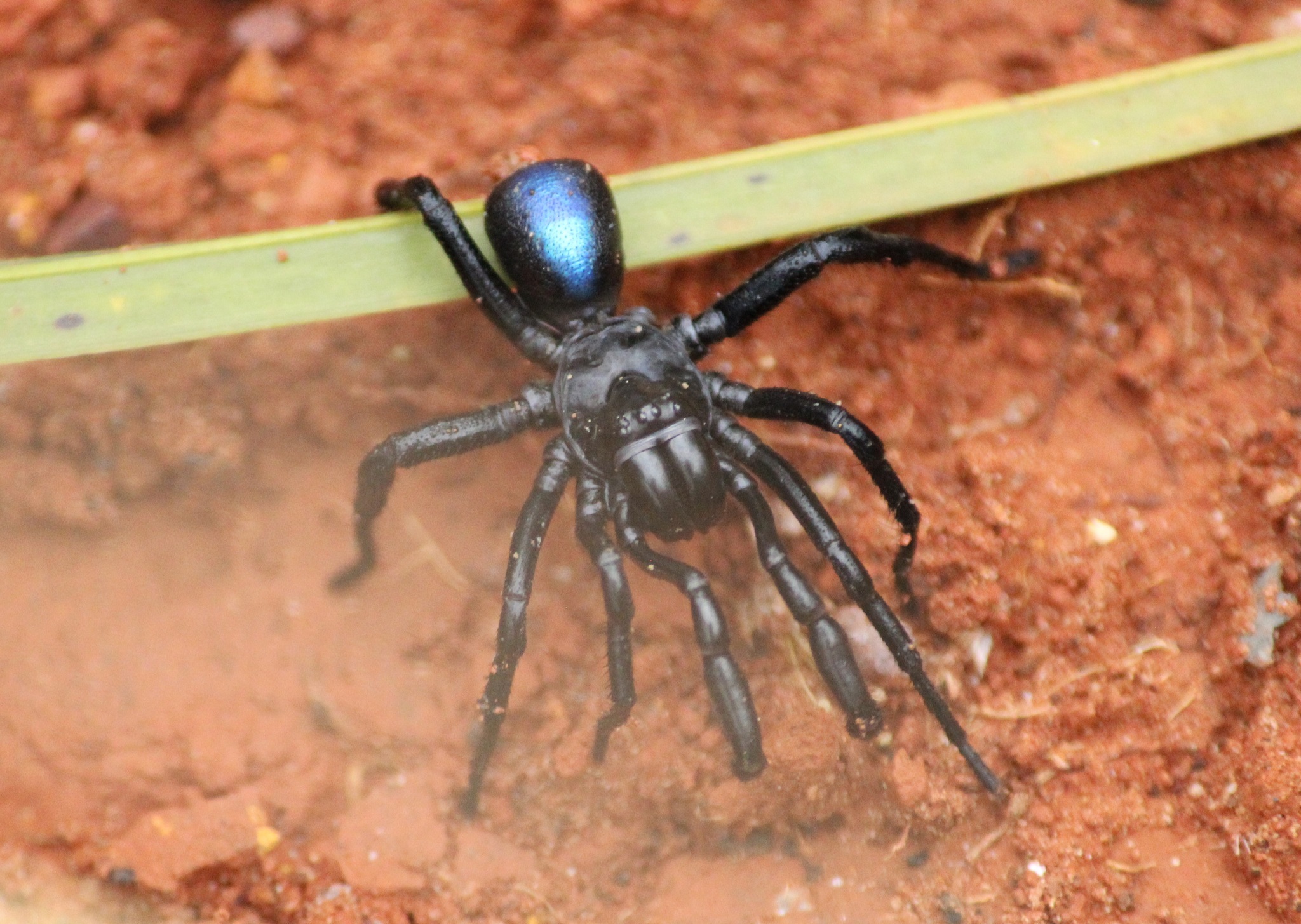 Actinopus candango Miglio, Pérez-Miles & Bonaldo, 2020