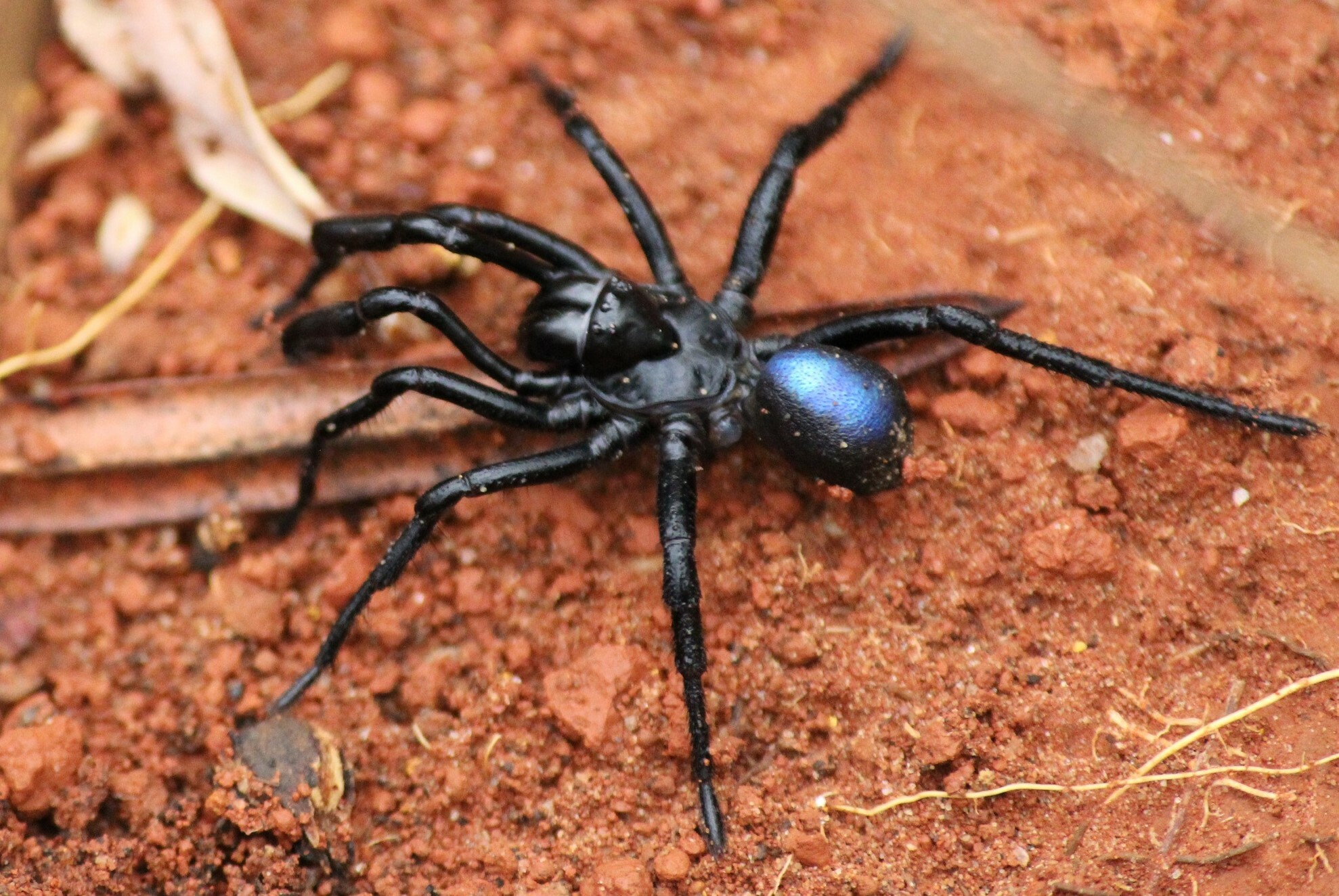 Actinopus candango Miglio, Pérez-Miles & Bonaldo, 2020