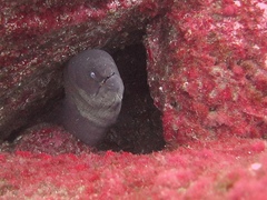 Gymnothorax unicolor