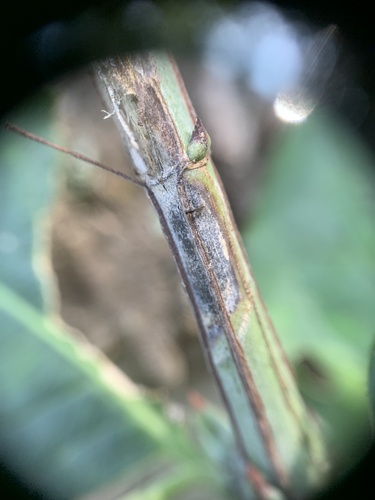 Erysiphe euonymi